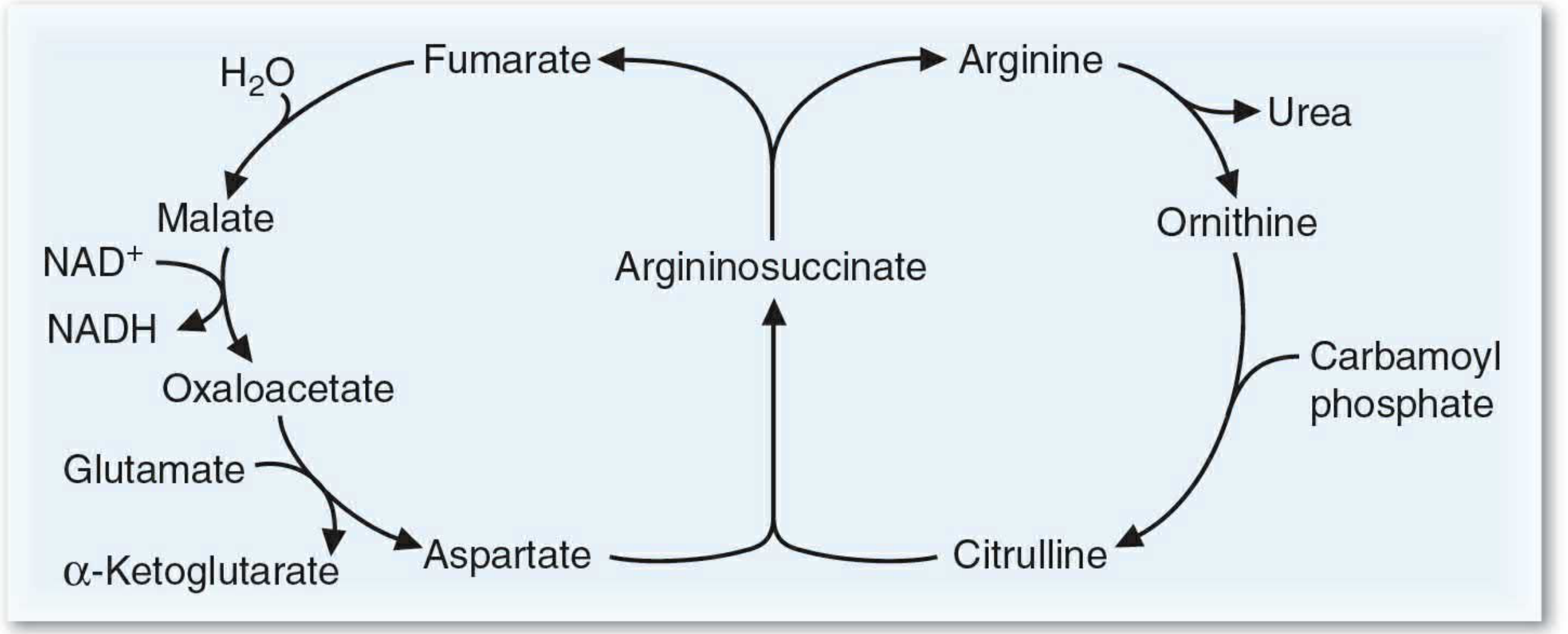 Krebs Bi-Cycle - connections between urea and TCA cycles
