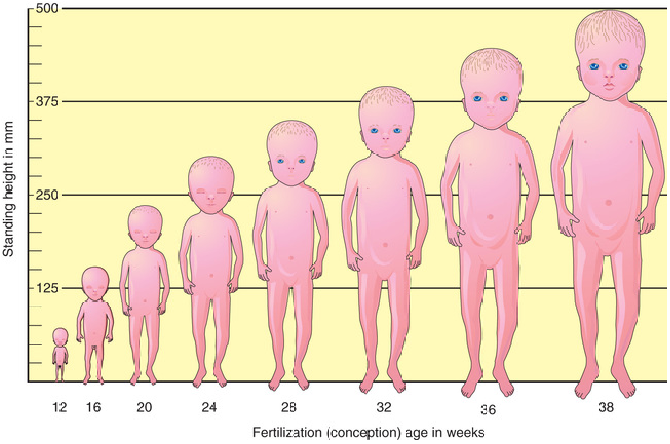 Fetal size comparison weeks 12-38