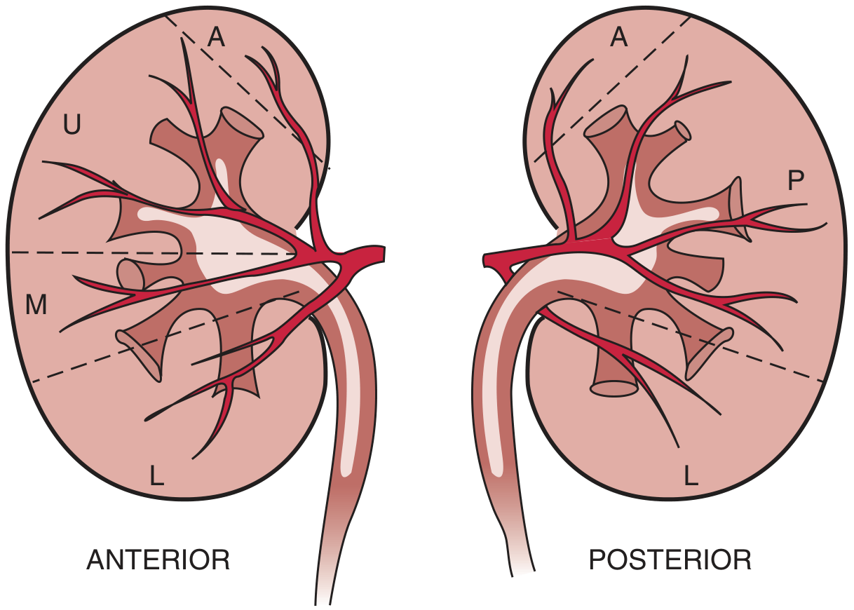Diagram of the five vascular segments of the kidney: anterior view showing Apical (A), Upper (U), Middle (M), Lower (L) segments; posterior view showing Apical (A), Posterior (P), Lower (L) segments - each bounded by dashed intersegmental lines