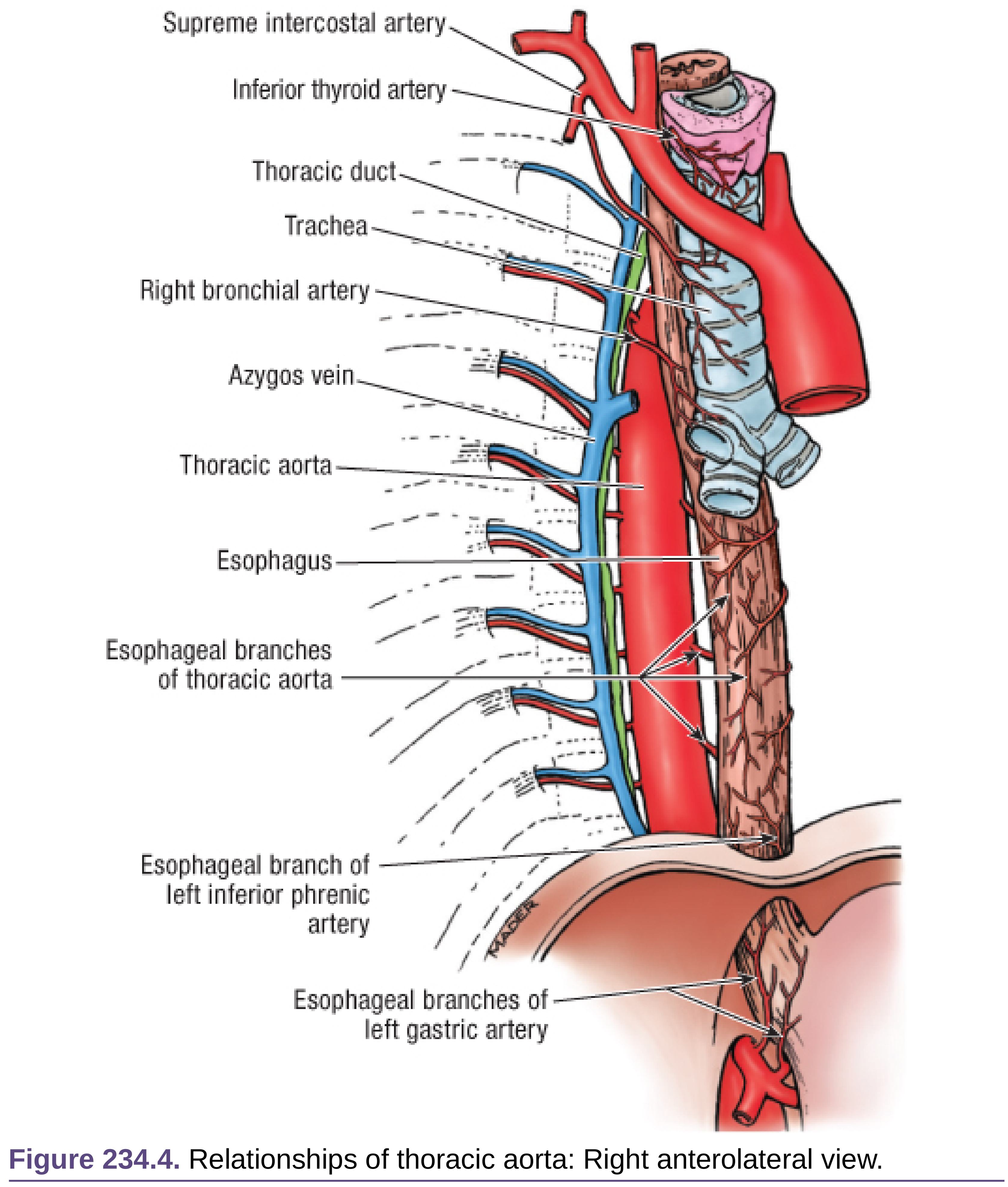 Relationships of thoracic aorta right anterolateral view