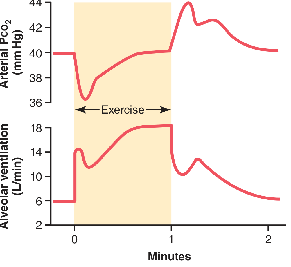 Changes in alveolar ventilation and arterial PCO₂ during exercise (Guyton & Hall)