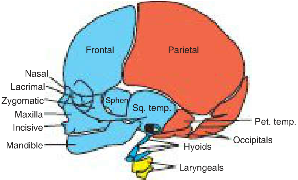 Skeletal structures of the head and face showing neural crest vs mesoderm origins