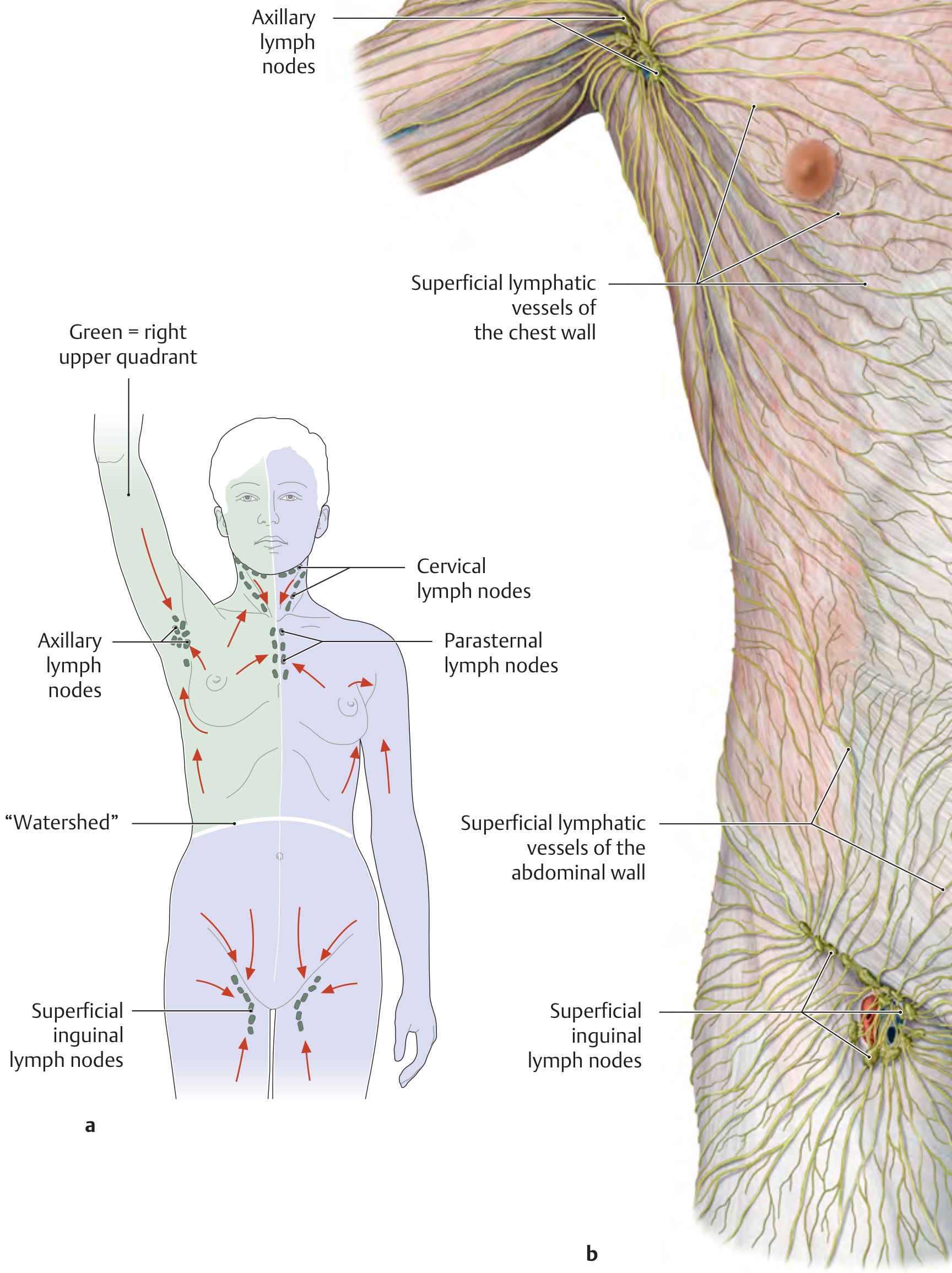 Watershed of the anterior abdominal wall - lymphatic drainage territories