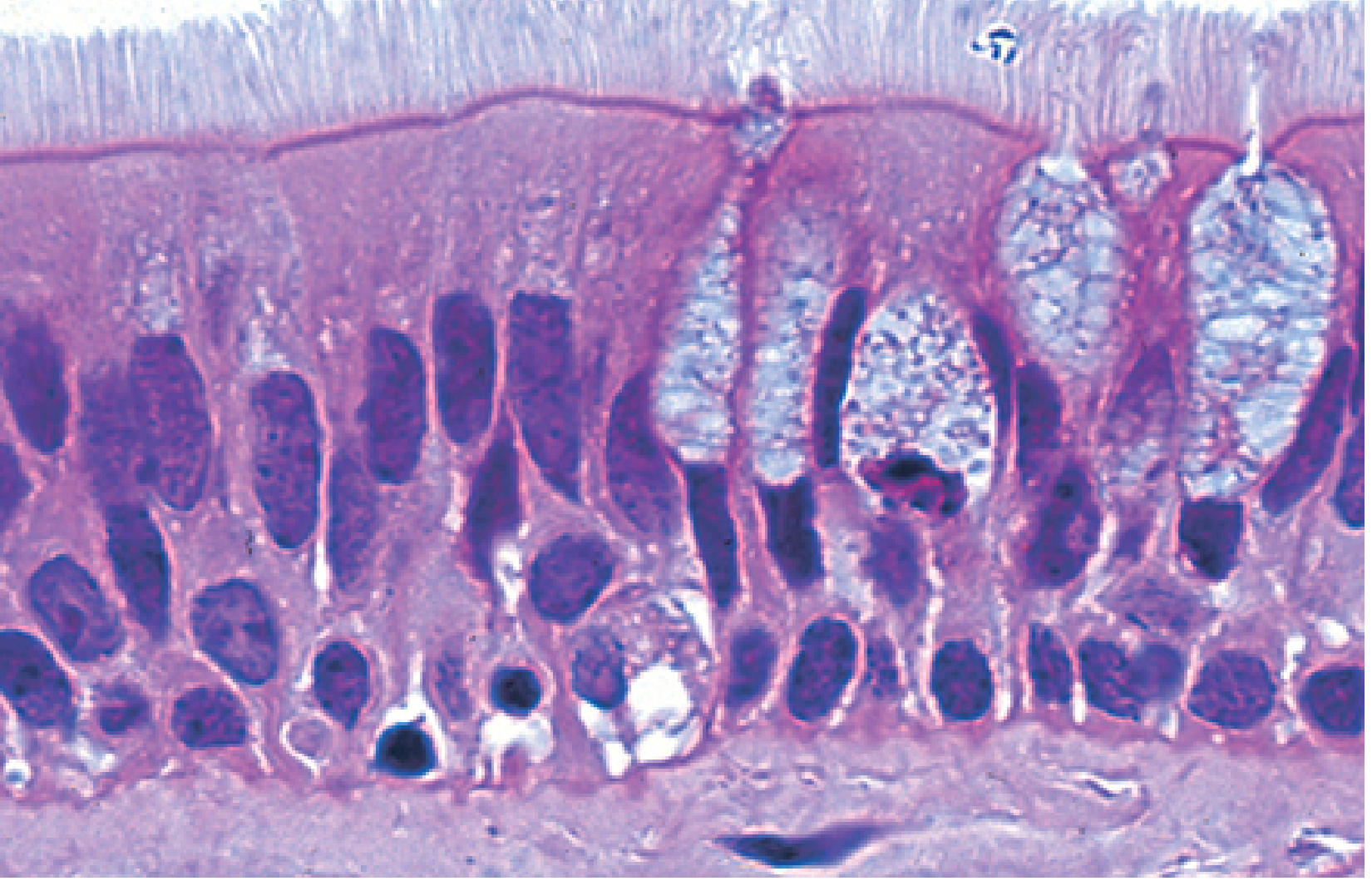 Pseudostratified columnar epithelium histology from trachea: dense ciliated cells with nuclei at different heights suggesting multiple layers, goblet cells visible, brush of cilia at the apical surface