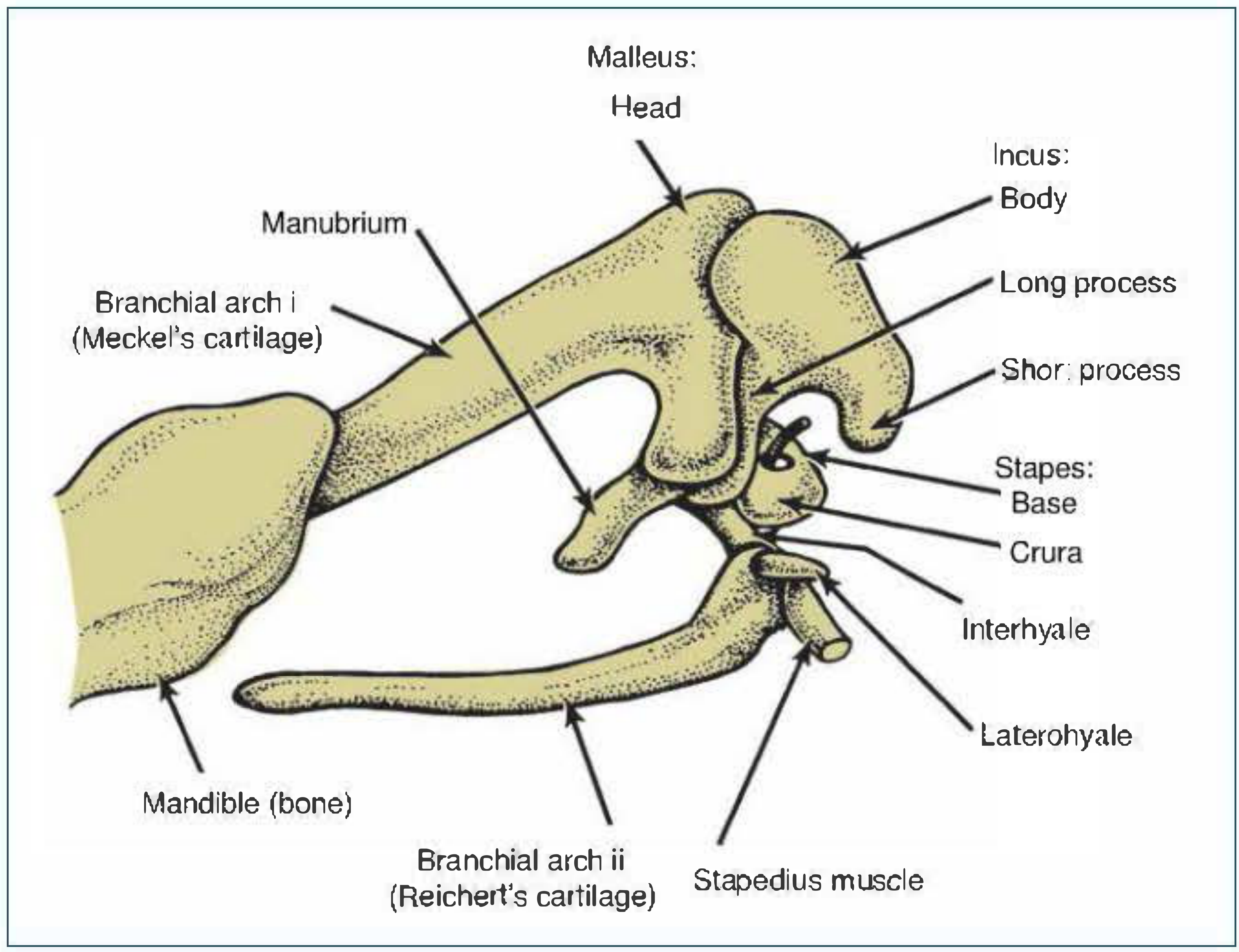 Branchial arch origin of ossicles at 8-9 weeks - Shambaugh Fig. 1-7: Malleus (Meckel's cartilage, 1st arch) + Incus (Meckel's 1st arch and Reichert's 2nd arch) + Stapes (Reichert's, 2nd arch)