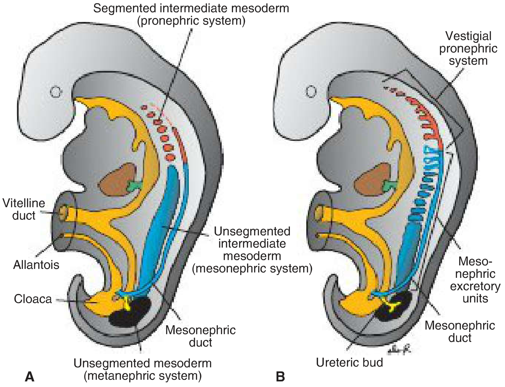 Three kidney systems showing pronephric, mesonephric, and metanephric development with ureteric bud formation