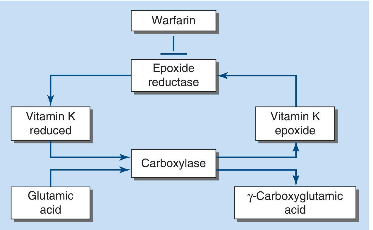 Vitamin K Cycle - Epoxide reductase and carboxylase pathway