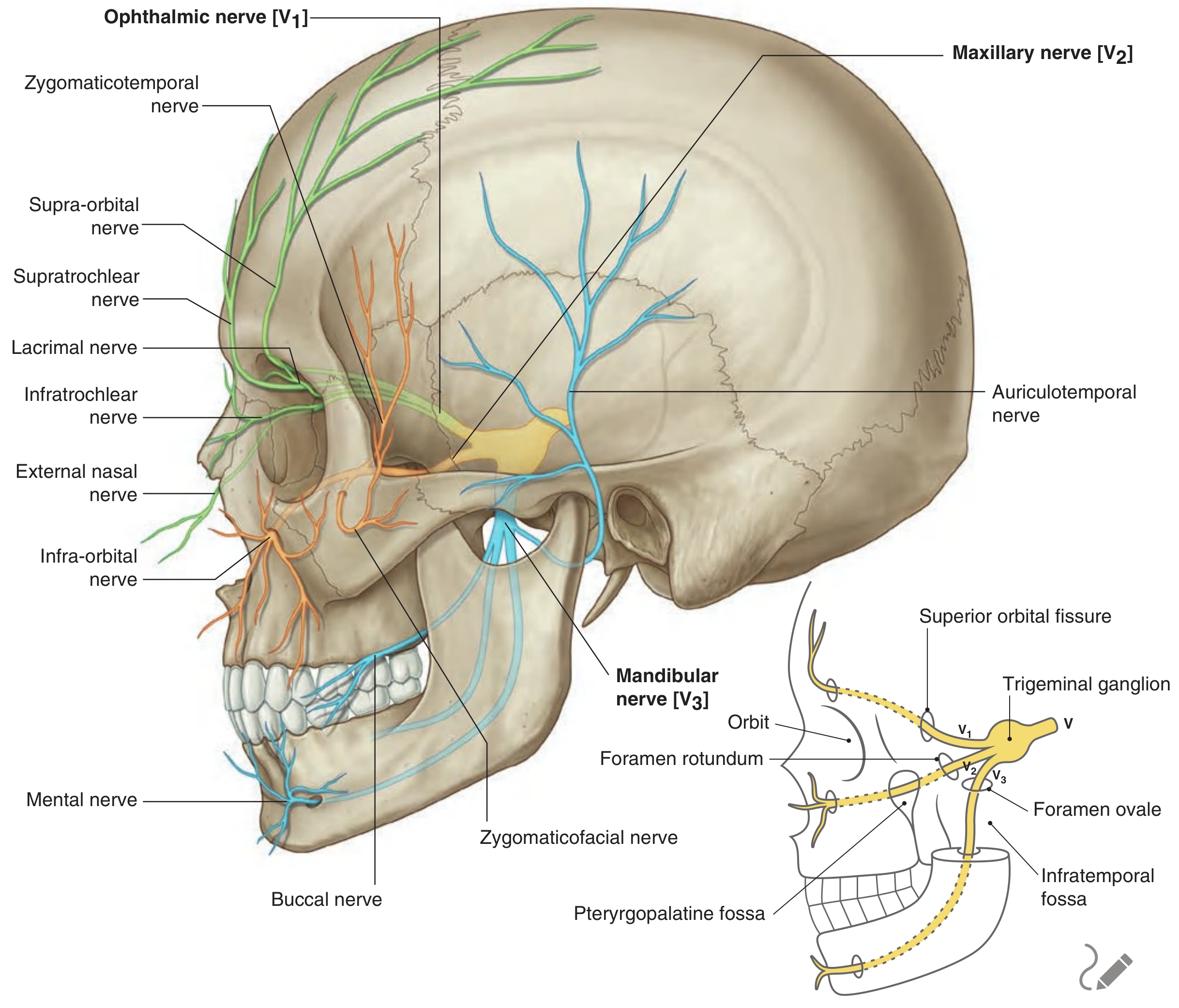 Trigeminal nerve divisions - ophthalmic, maxillary, mandibular labeled from trigeminal ganglion