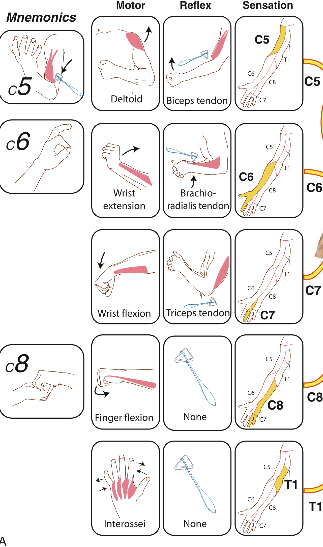 Upper Limb Myotomes, Reflexes and Dermatomes - C5 to T1