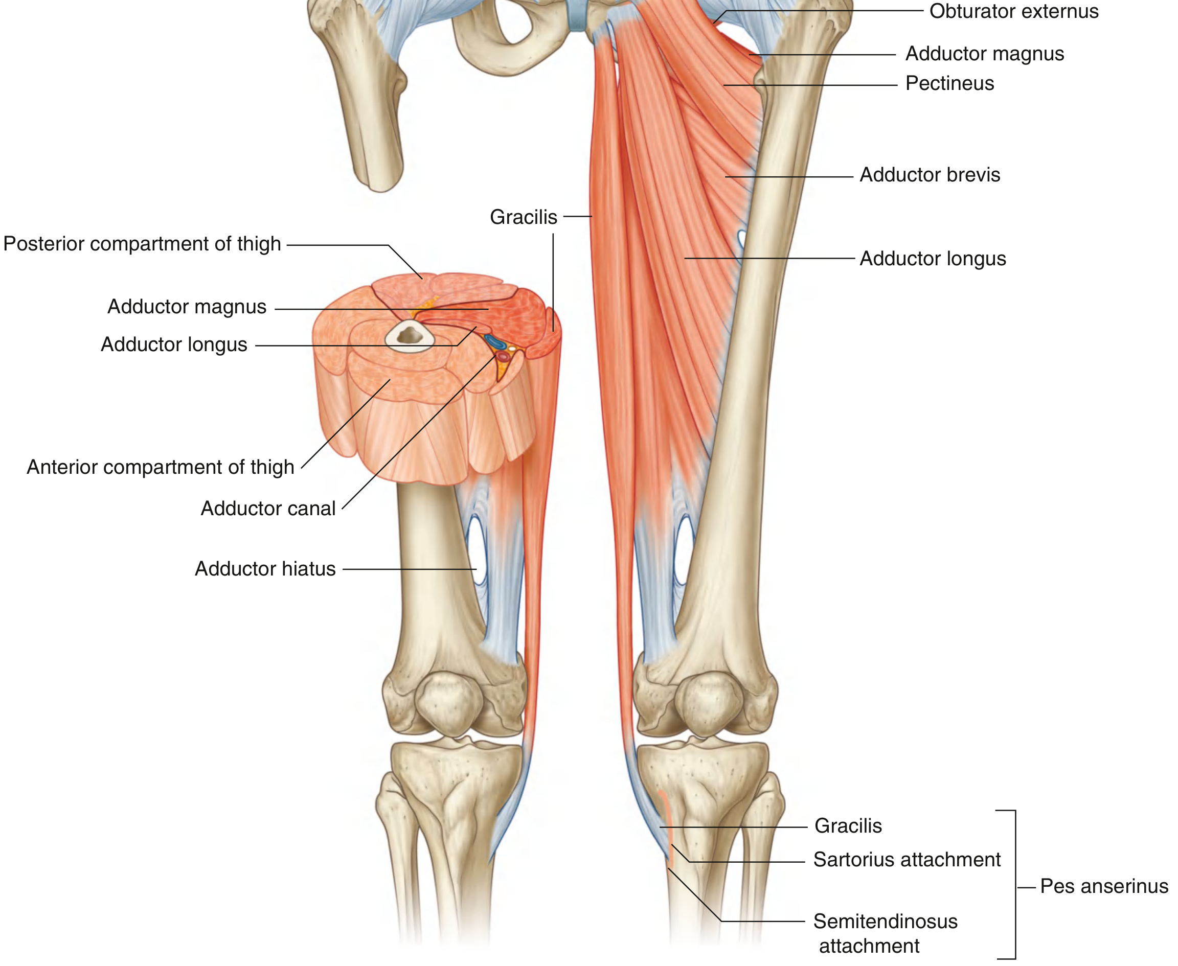 Muscles of the Medial Compartment of the Thigh