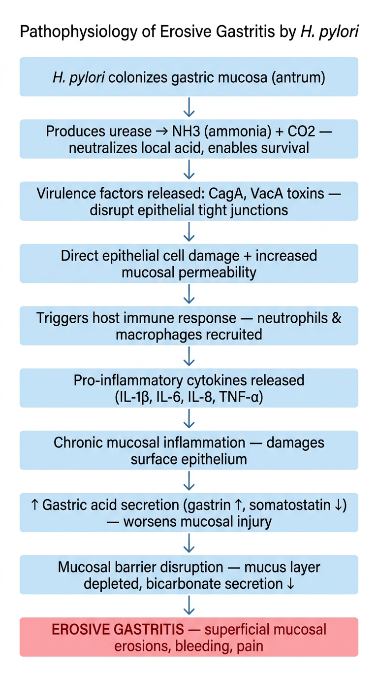 Pathophysiology of Erosive Gastritis by H. pylori