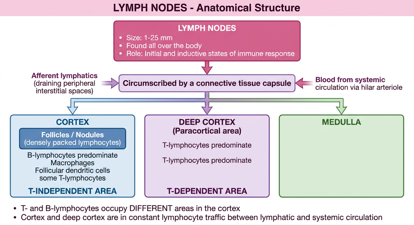 Lymph Nodes Flowchart