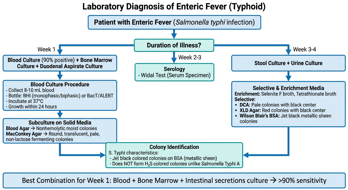 Laboratory Diagnosis of Enteric Fever Flowchart