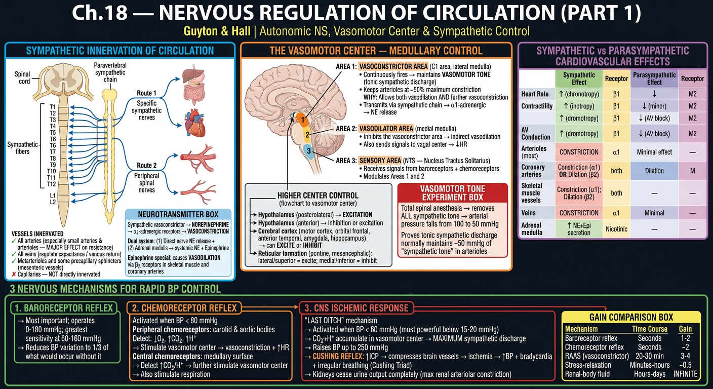 Ch18 Part 1 — Vasomotor Center & Autonomic NS