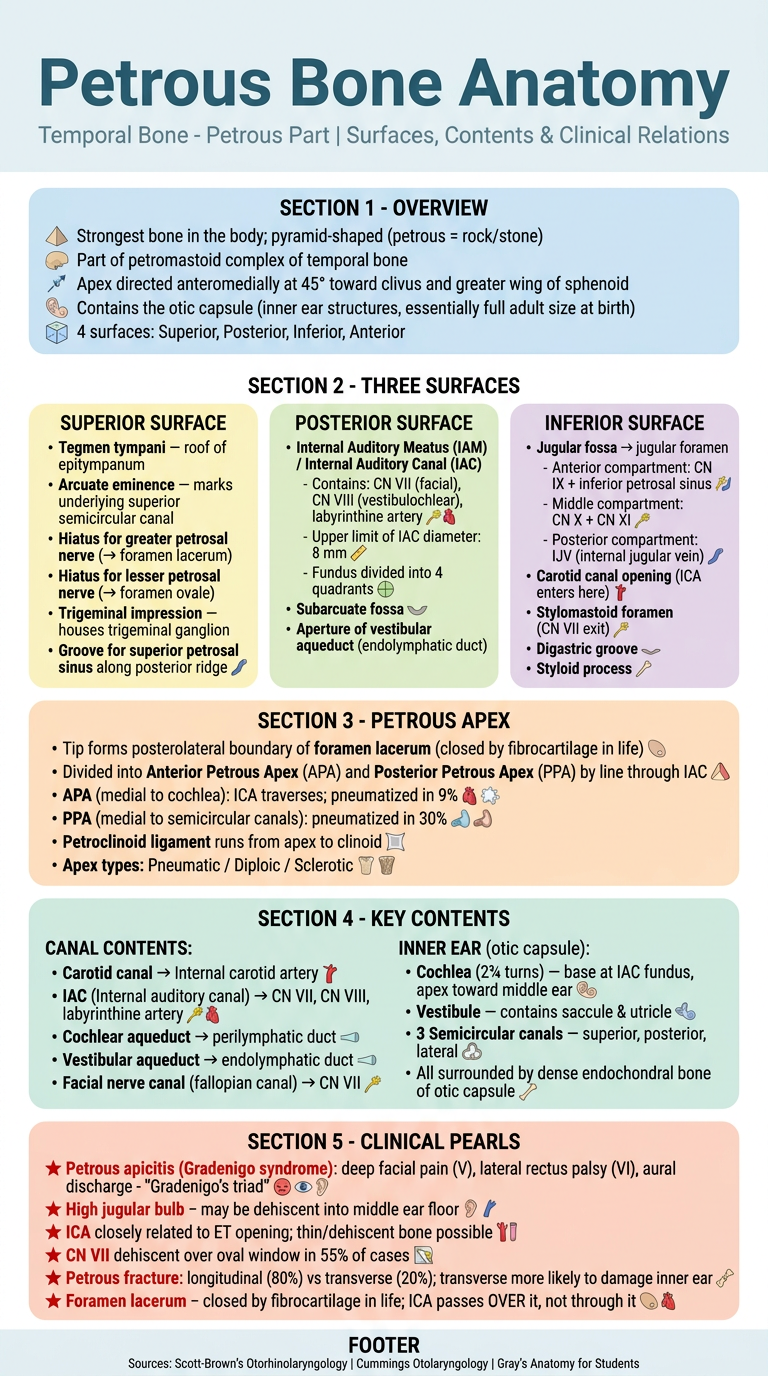 Petrous Bone Anatomy - Light Colour Poster