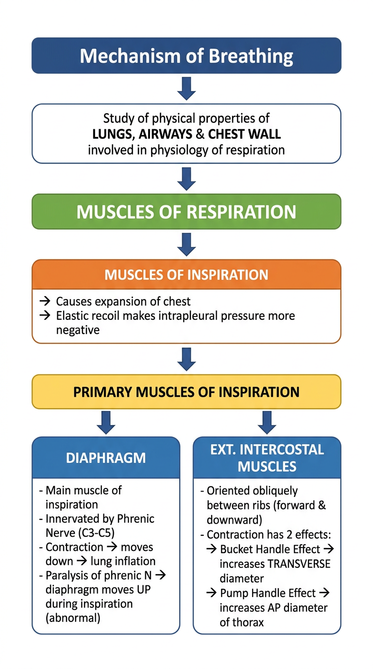 Mechanism of Breathing Flowchart