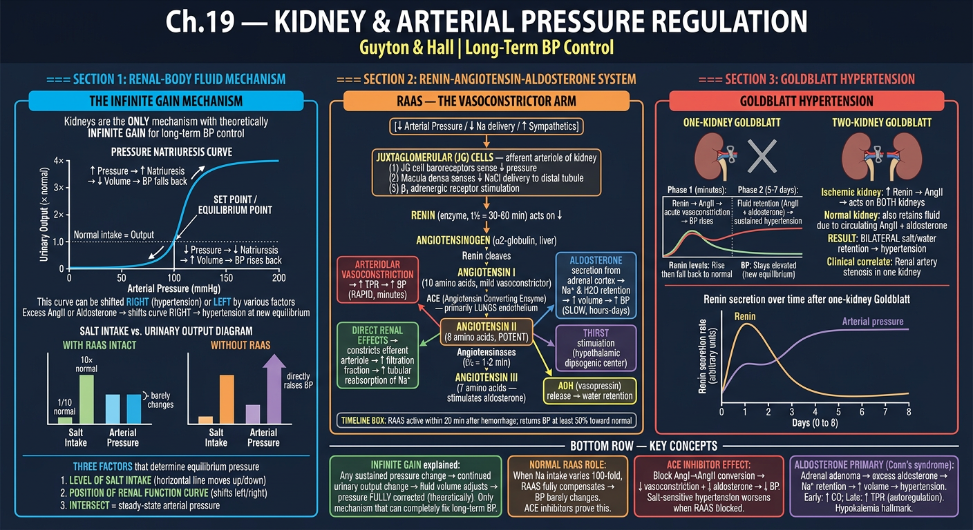 Ch19 Part 1 — RAAS & Renal Mechanism