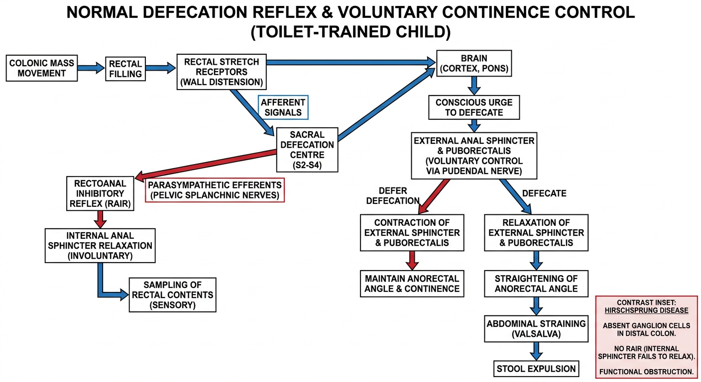 Labelled normal defecation reflex and voluntary continence control