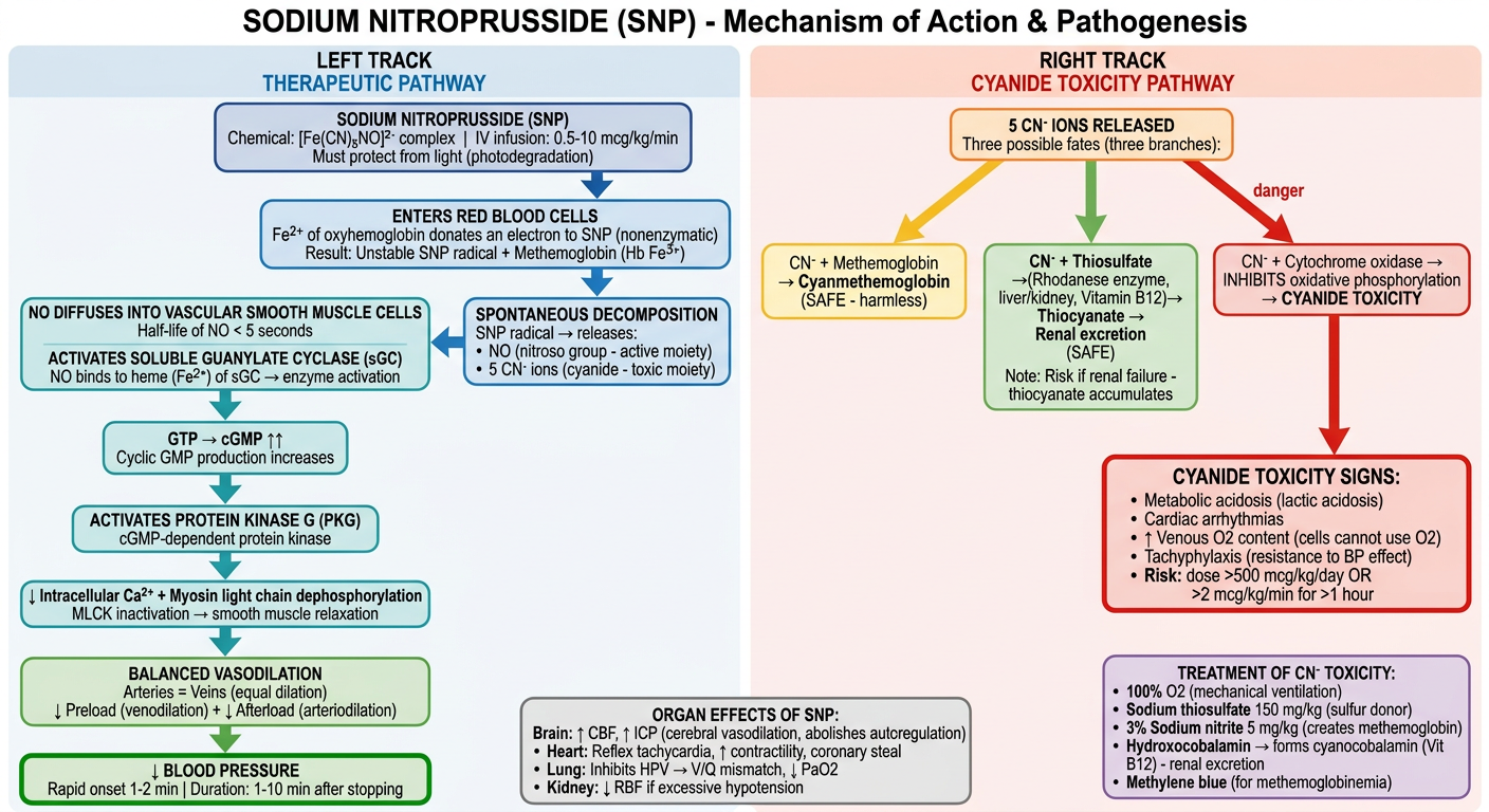 Sodium Nitroprusside Flowchart