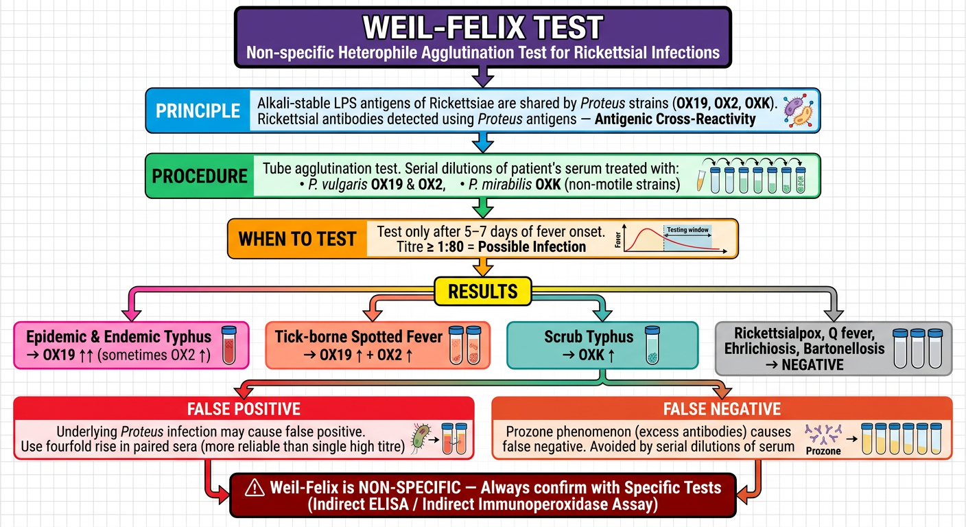 Weil-Felix Test Flowchart