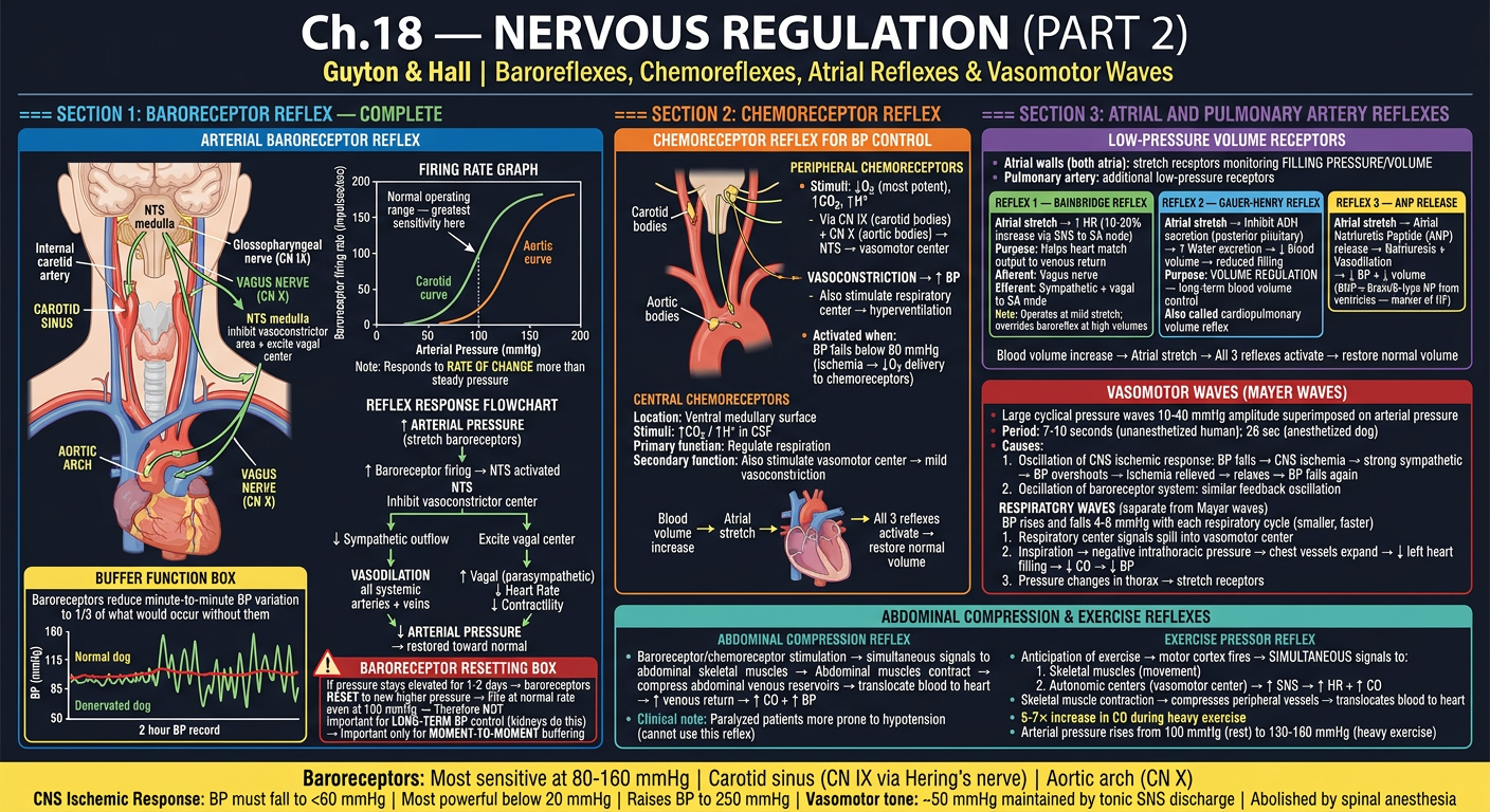 Ch18 Part 2 — Baroreceptor & Chemoreceptor Reflexes