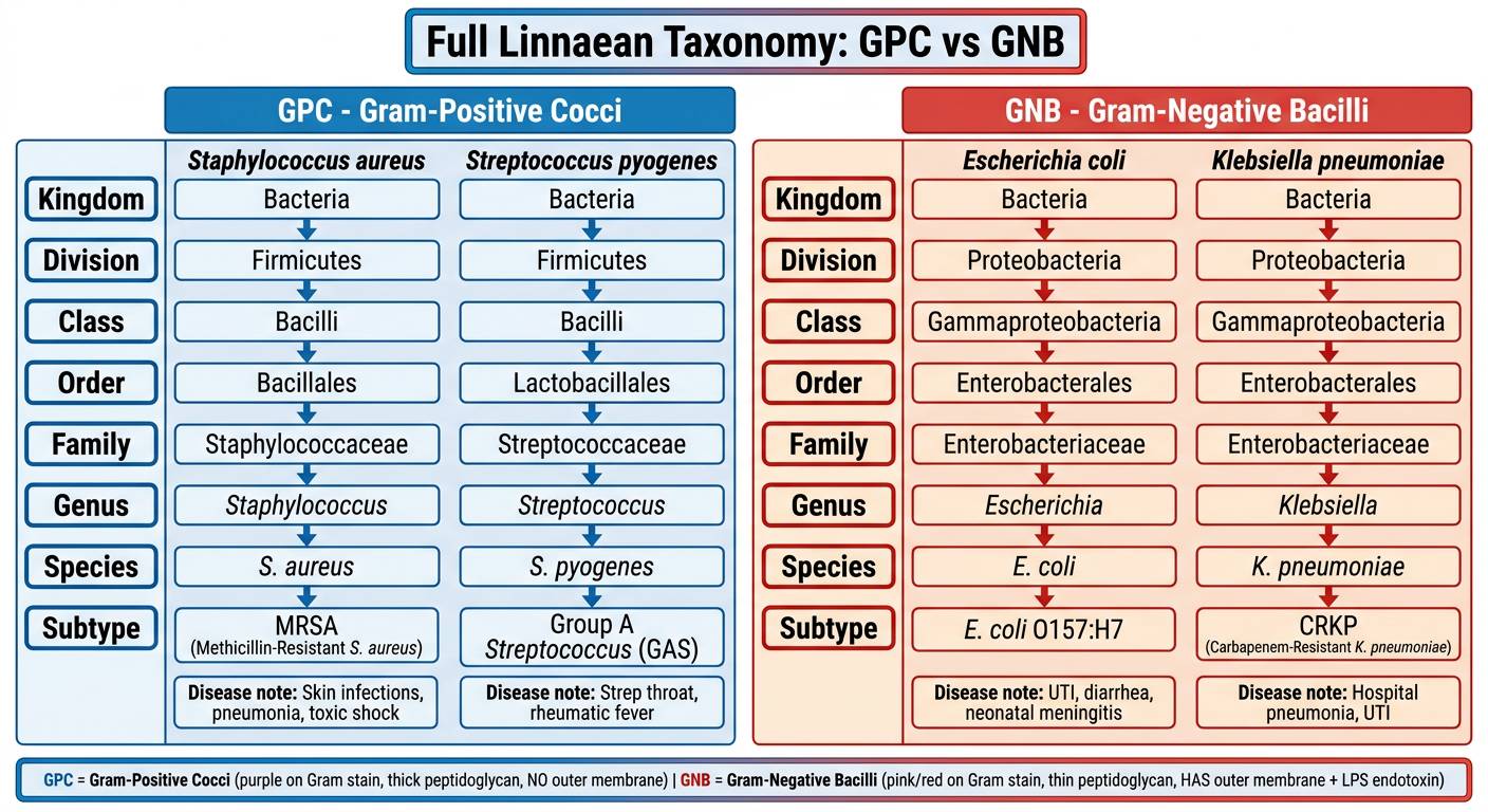 Full Linnaean Taxonomy: GPC vs GNB