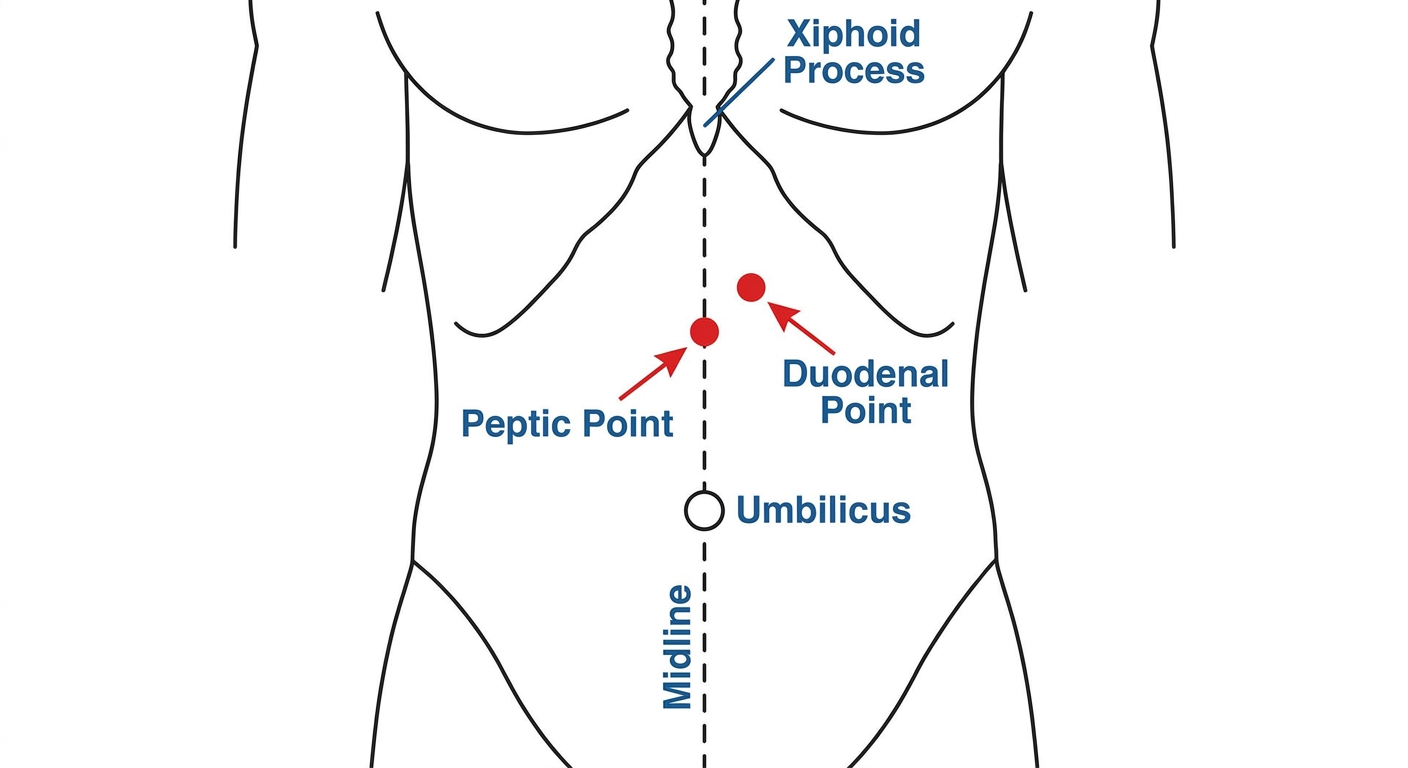 Human body showing Peptic Point and Duodenal Point