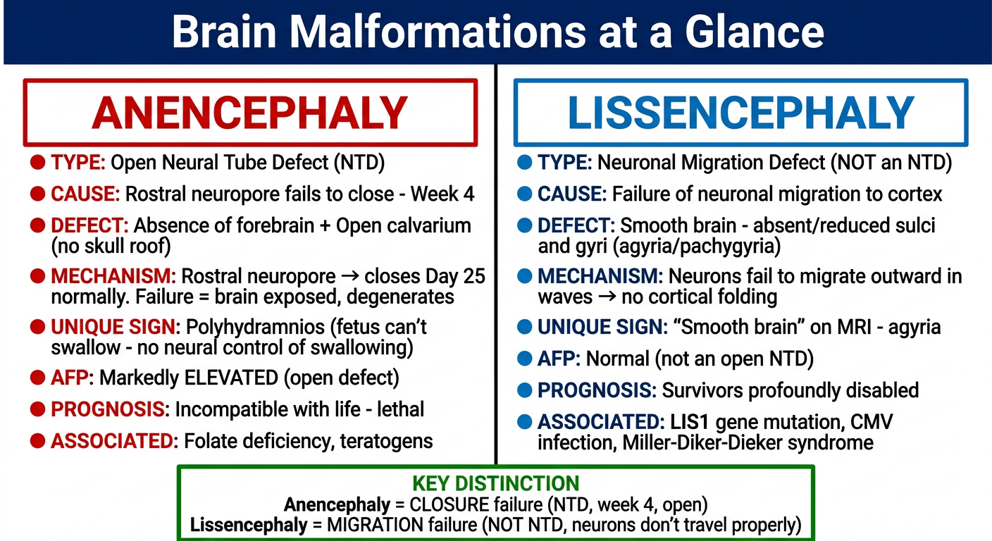 Anencephaly vs Lissencephaly