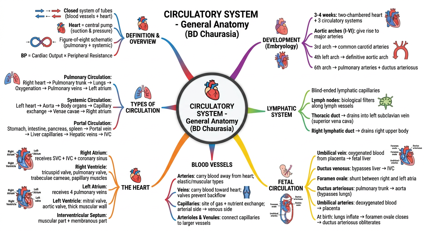 Circulatory System Mind Map - General Anatomy