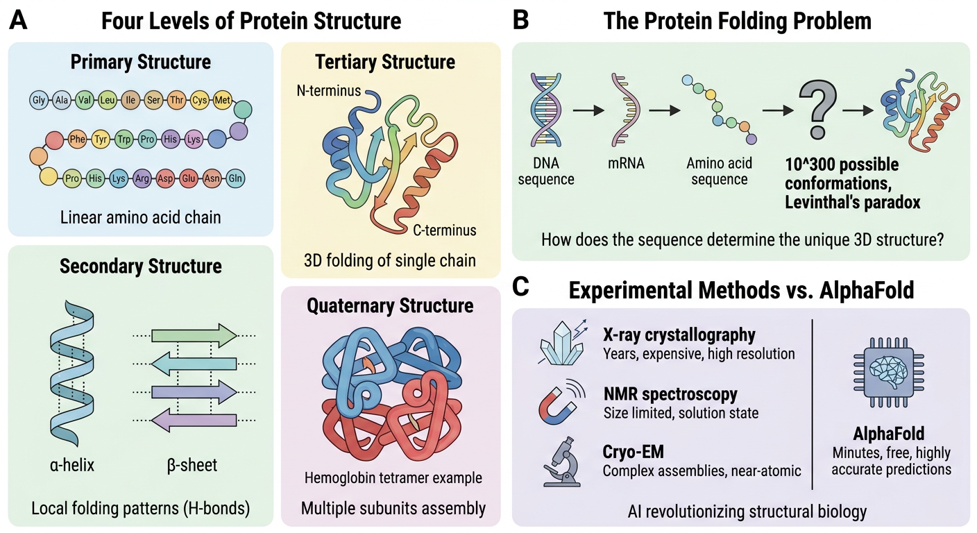 Protein structure levels and folding problem