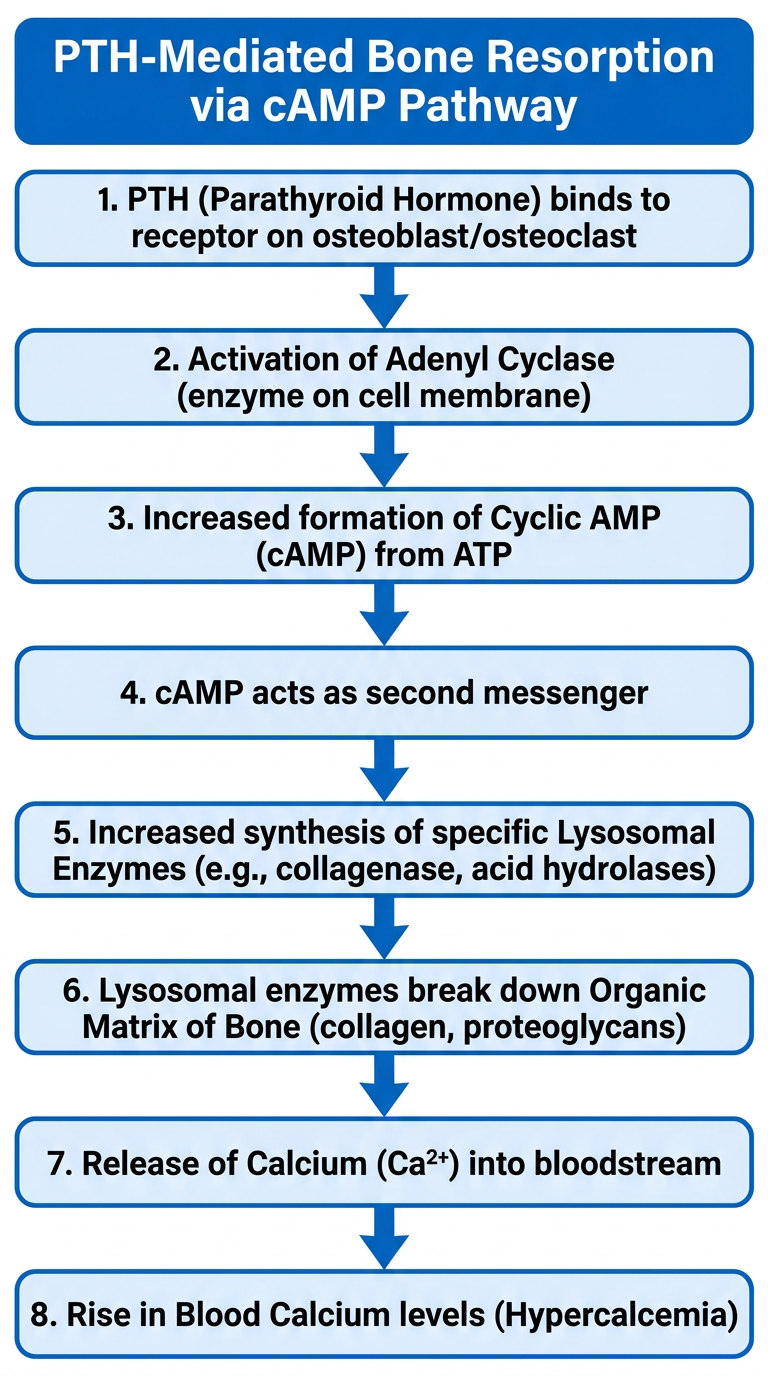 PTH-Mediated Bone Resorption via cAMP Pathway