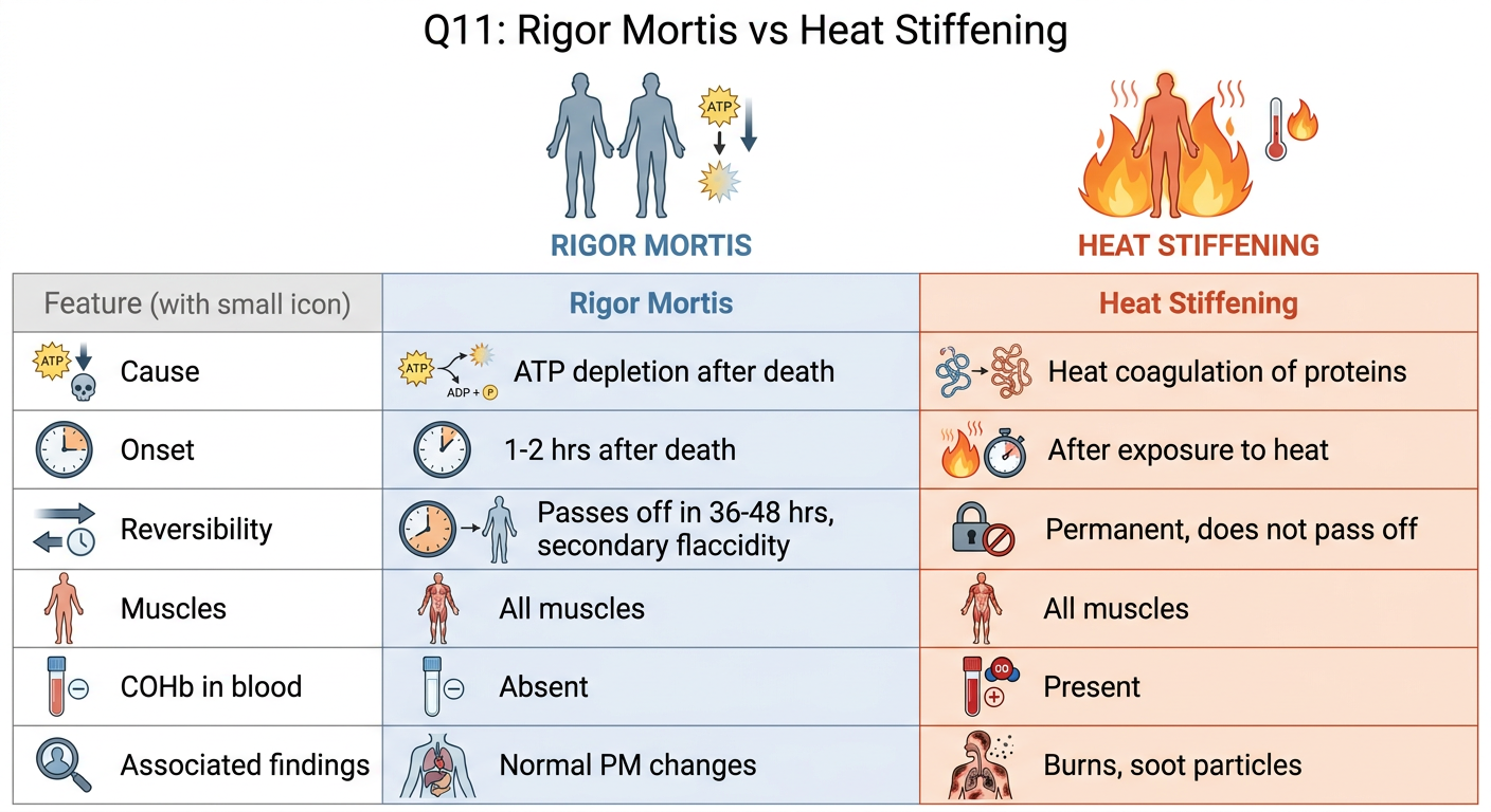 Rigor Mortis vs Heat Stiffening with mini diagrams