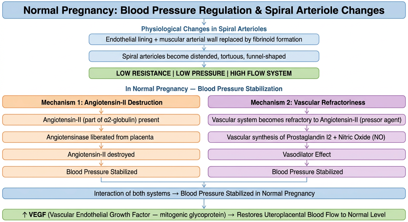 Normal Pregnancy Blood Pressure Regulation Flowchart