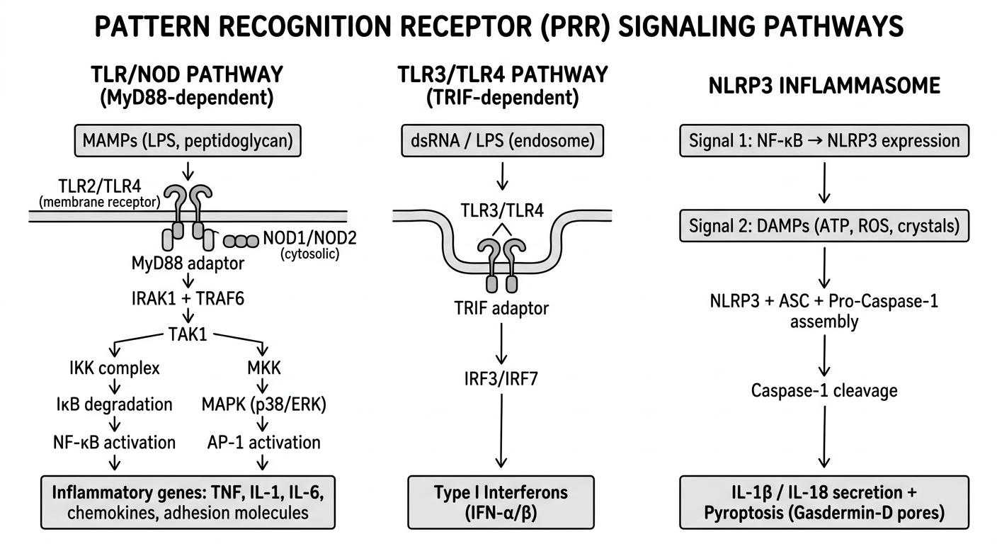 Simplified PRR Signaling Diagram