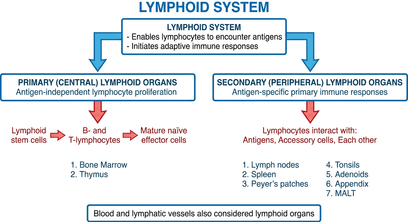 Lymphoid System Flowchart