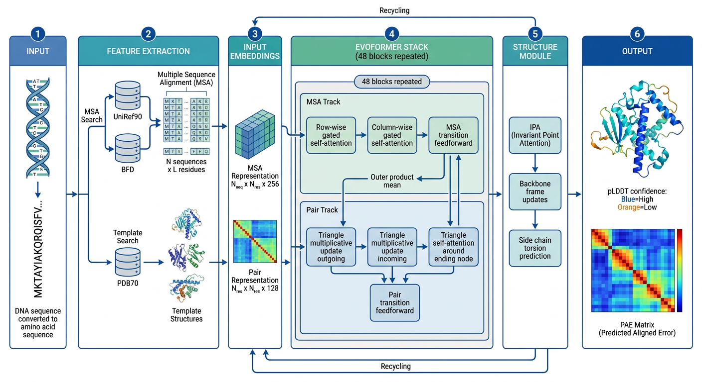 AlphaFold2 complete architecture