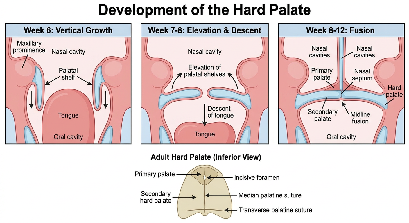 Labeled diagram of hard-palate development
