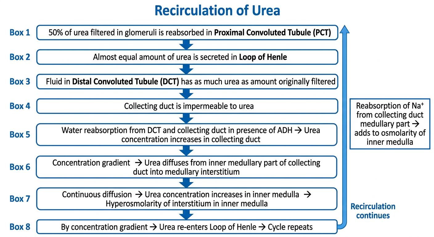 Recirculation of Urea Flowchart