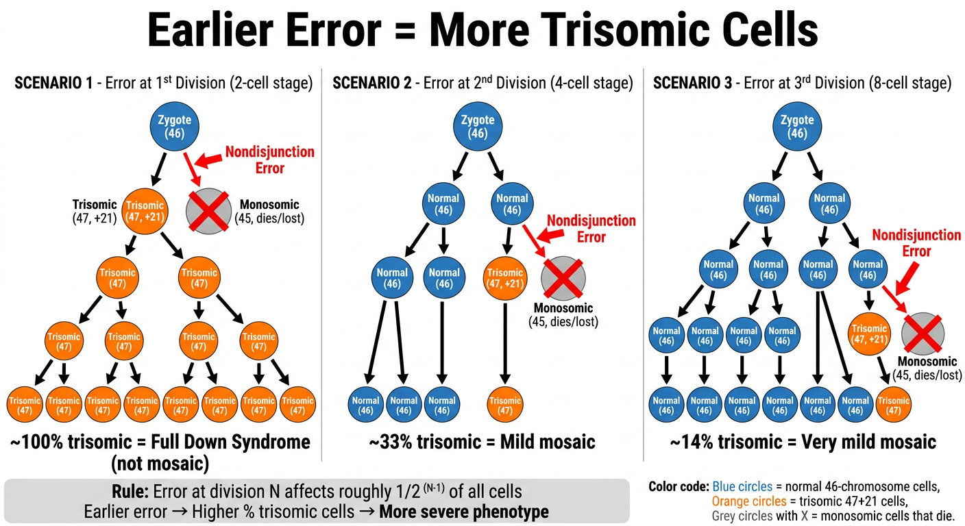 Timing of Nondisjunction Error Diagram
