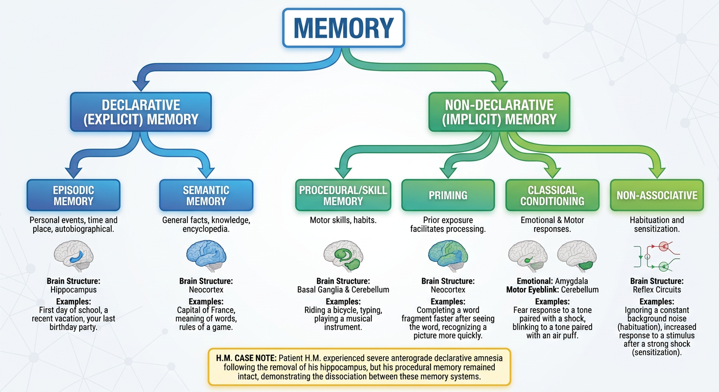 Memory classification tree — Declarative (episodic and semantic) vs Non-declarative (procedural, priming, conditioning, habituation) with neural substrates for each