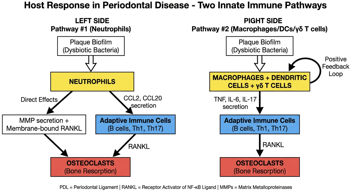 Simplified Periodontal Host Response Diagram