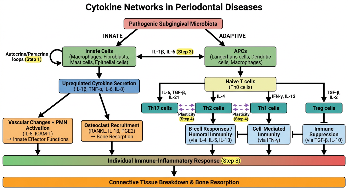Simplified Cytokine Network in Periodontal Diseases