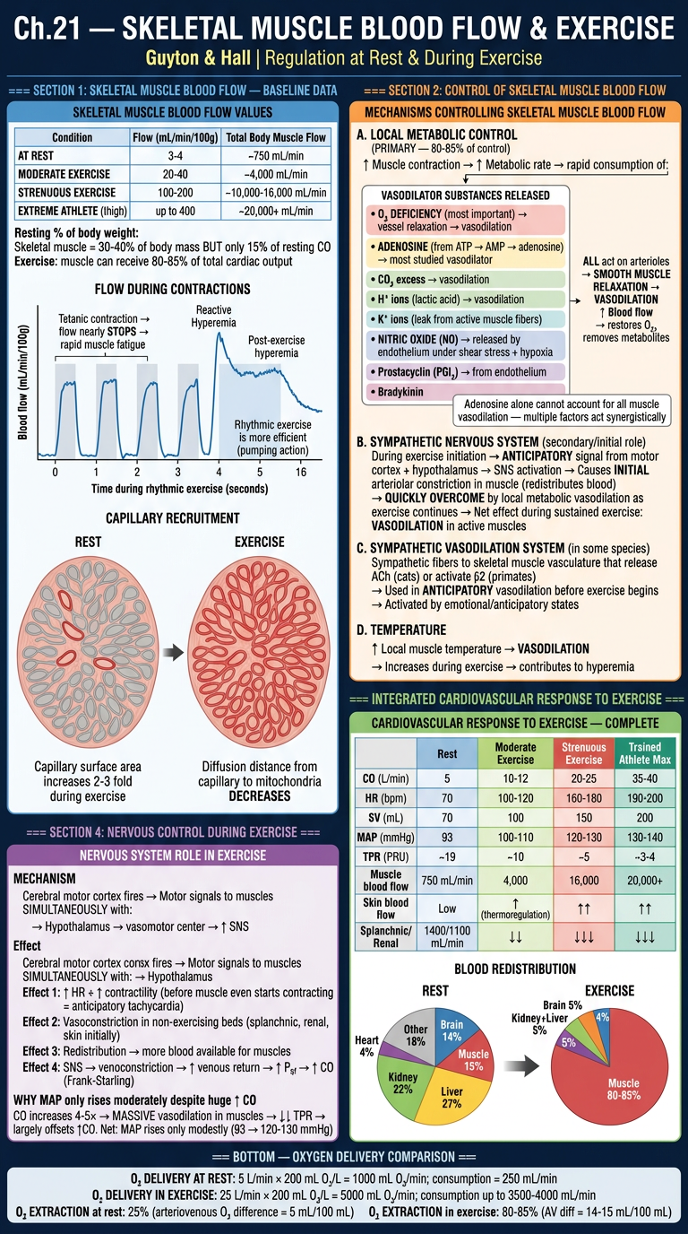 Ch21 Part 1 — Skeletal Muscle Blood Flow