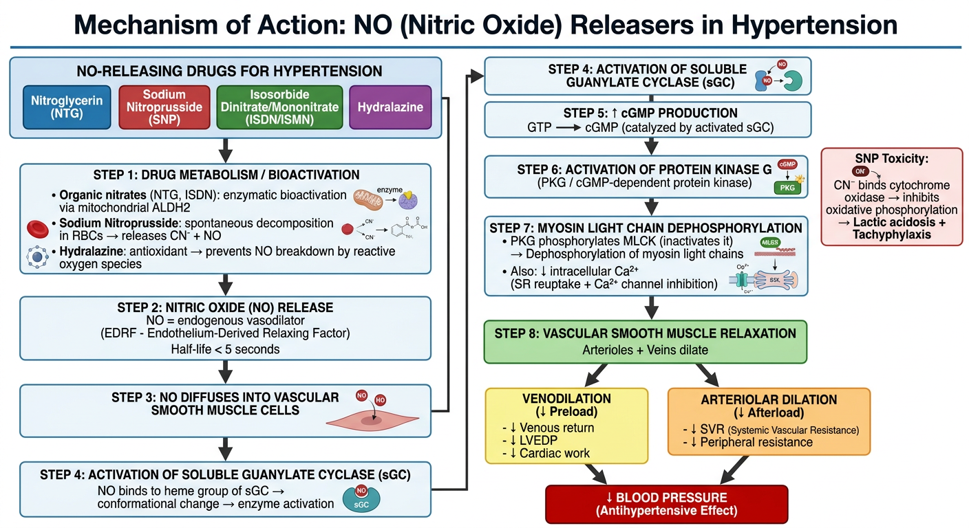 NO Releaser Pathogenesis Flowchart