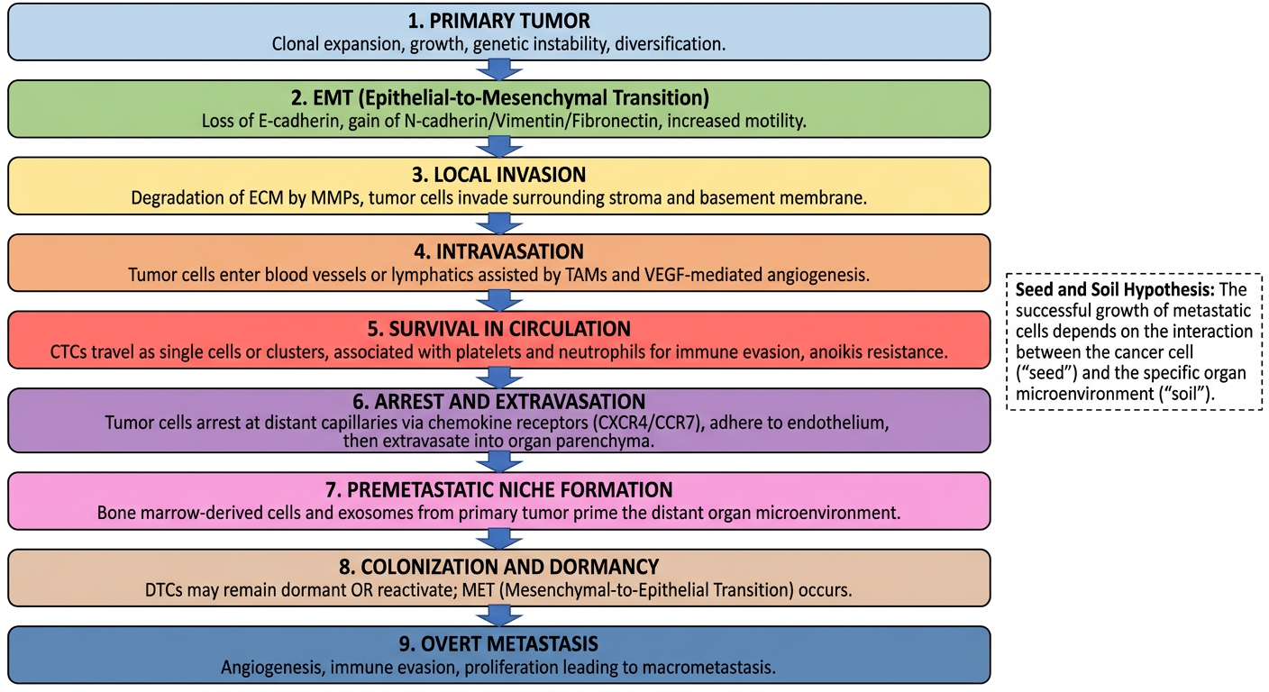 Mechanism of Metastasis Flowchart