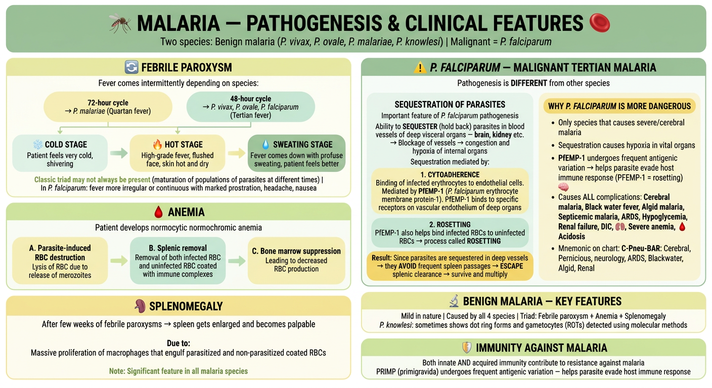 Malaria Pathogenesis & Clinical Features - Pastel Green & Yellow Flowchart