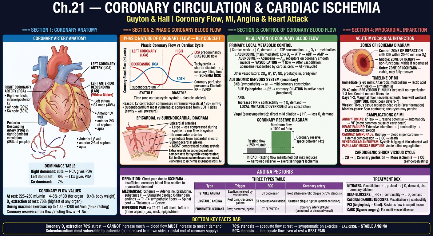 Ch21 Part 2 — Coronary Circulation & Cardiac Ischemia