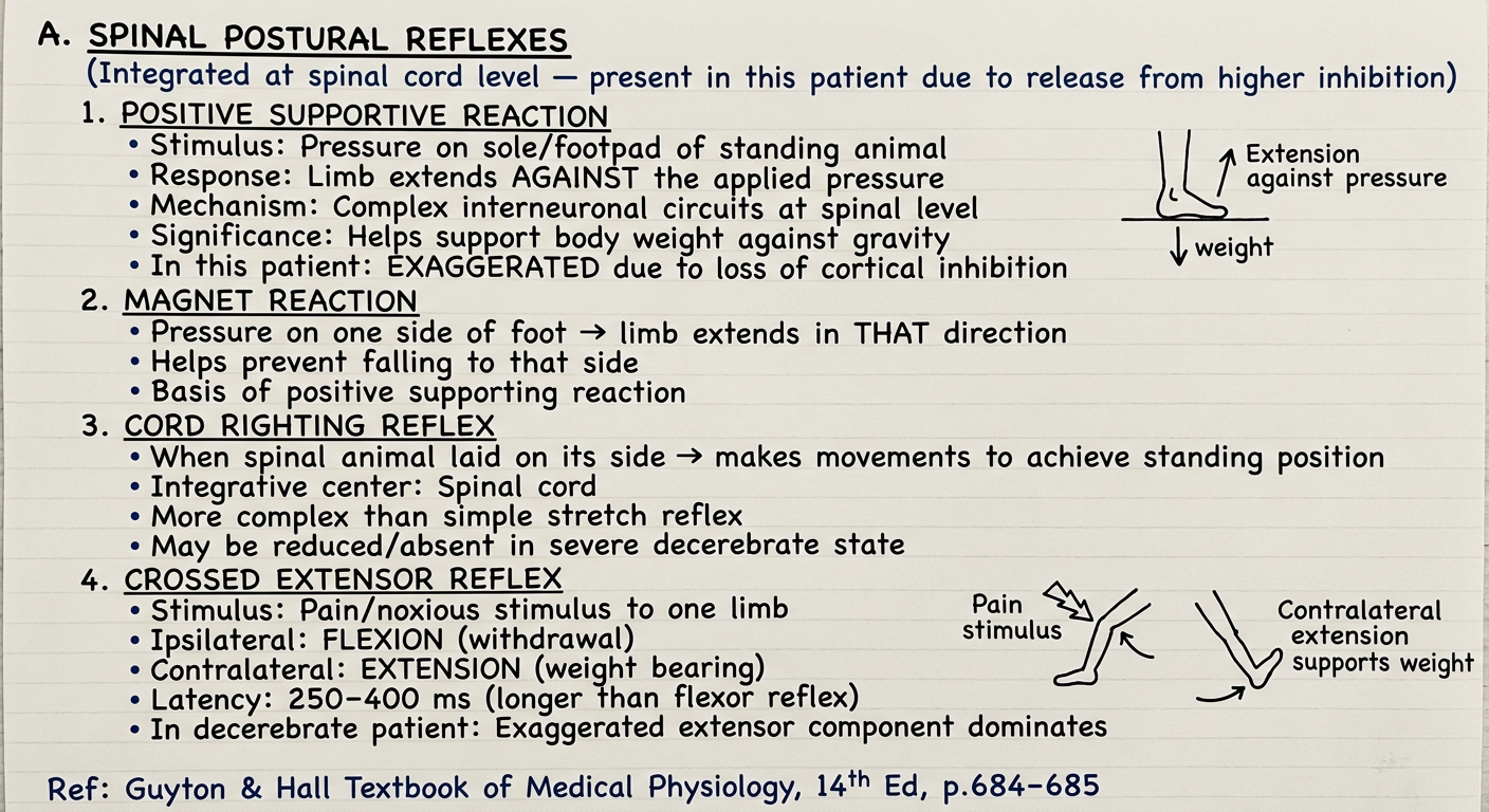 Page 3 - Spinal Postural Reflexes