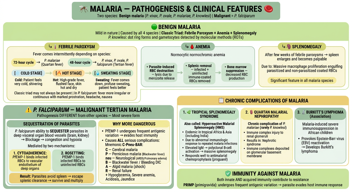 Malaria - Rearranged Pastel Green & Yellow Flowchart