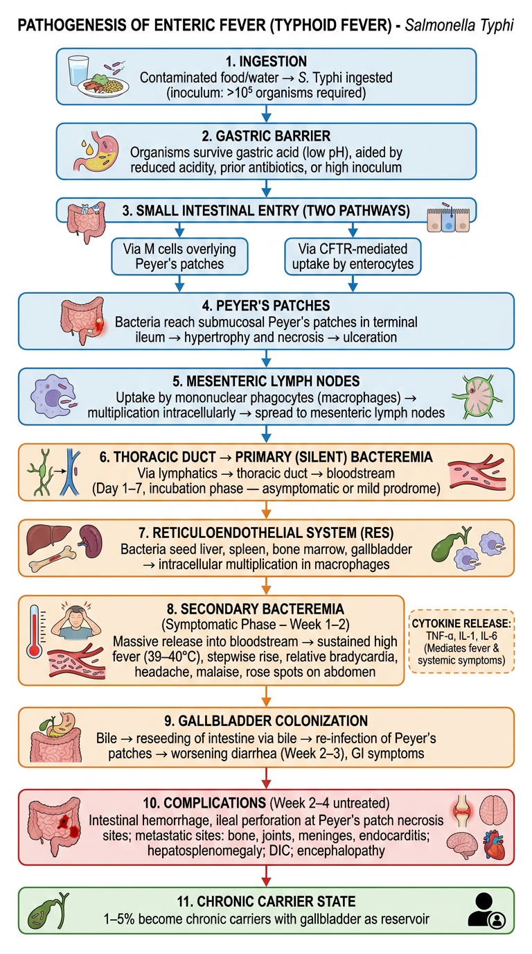 Pathogenesis of Enteric Fever Flowchart